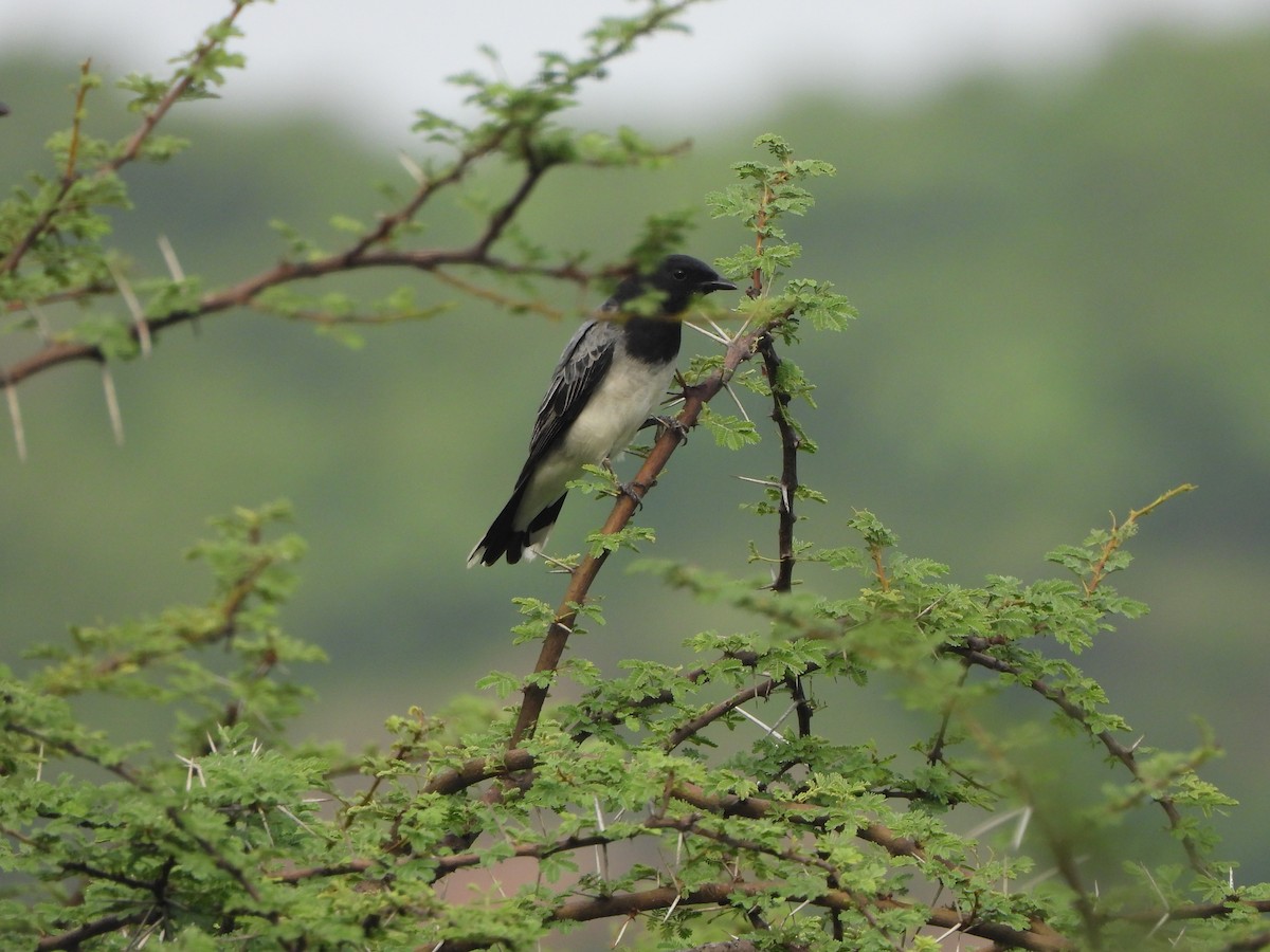 Black-headed Cuckooshrike - ML622094326