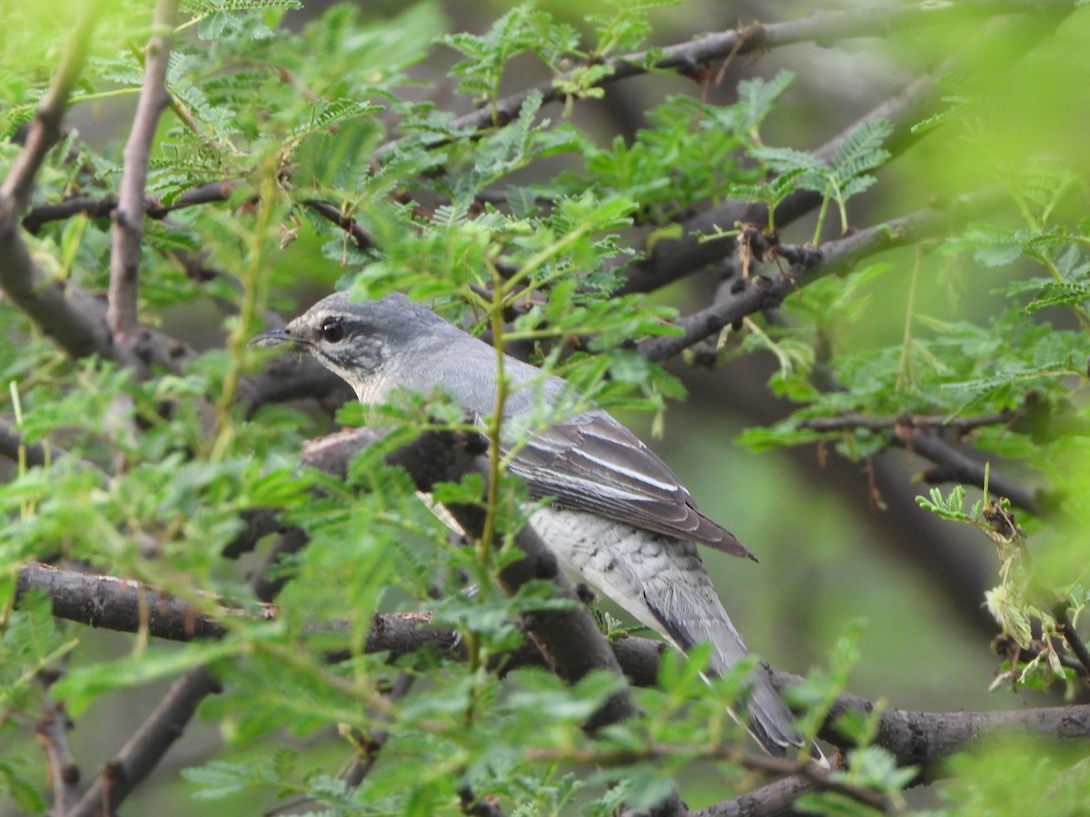 Black-headed Cuckooshrike - ML622094327