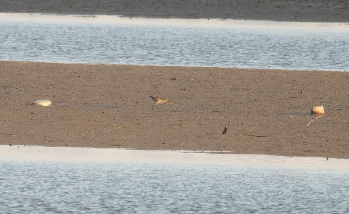 shorebird sp. - ML622094340