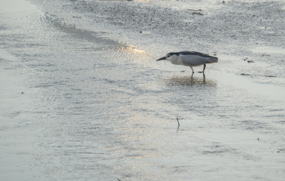 Black-crowned Night Heron - ML622094341