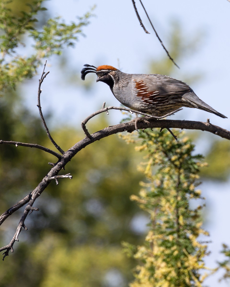 Gambel's Quail - ML622094342