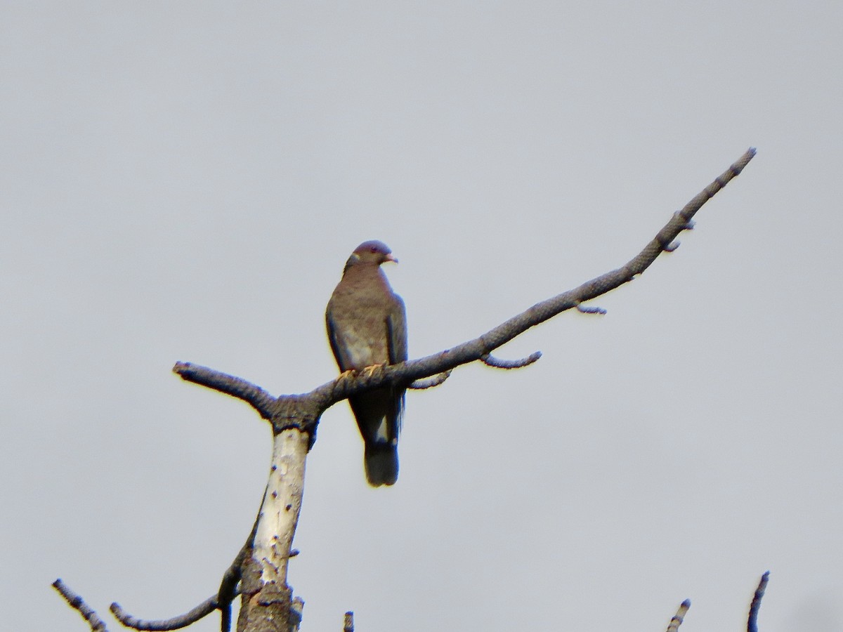 Band-tailed Pigeon - ML622094343