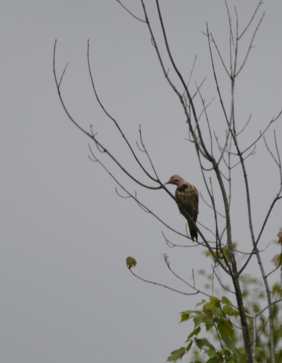 Northern Flicker - ML622094344