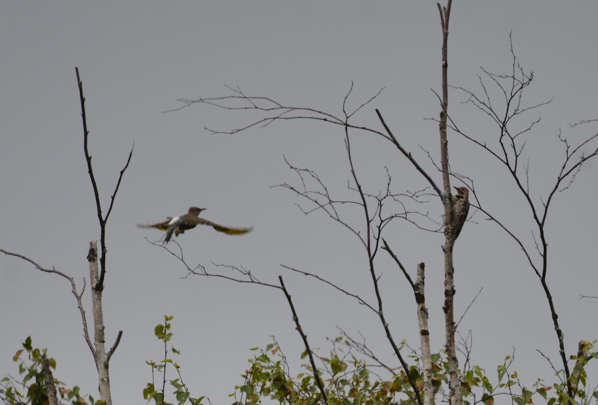 Northern Flicker - ML622094345