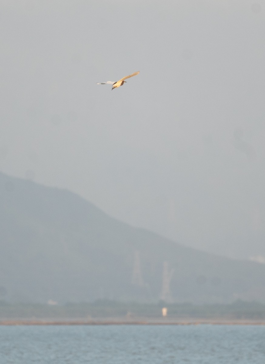 Chinese Pond-Heron - ML622094346