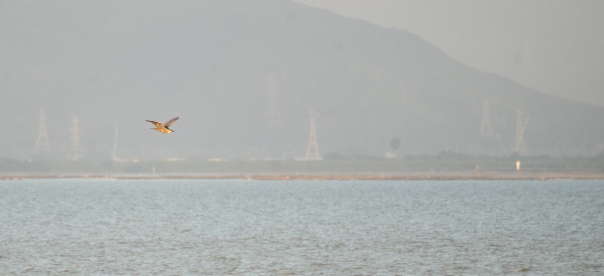 Black-crowned Night Heron - ML622094347