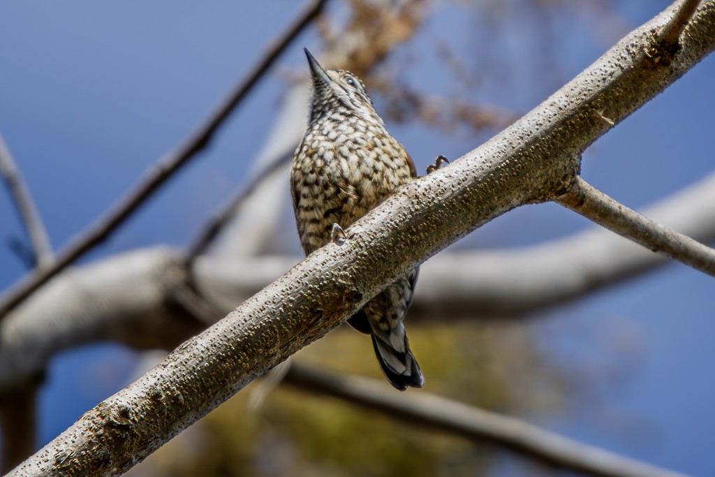 White-wedged Piculet - ML622094348