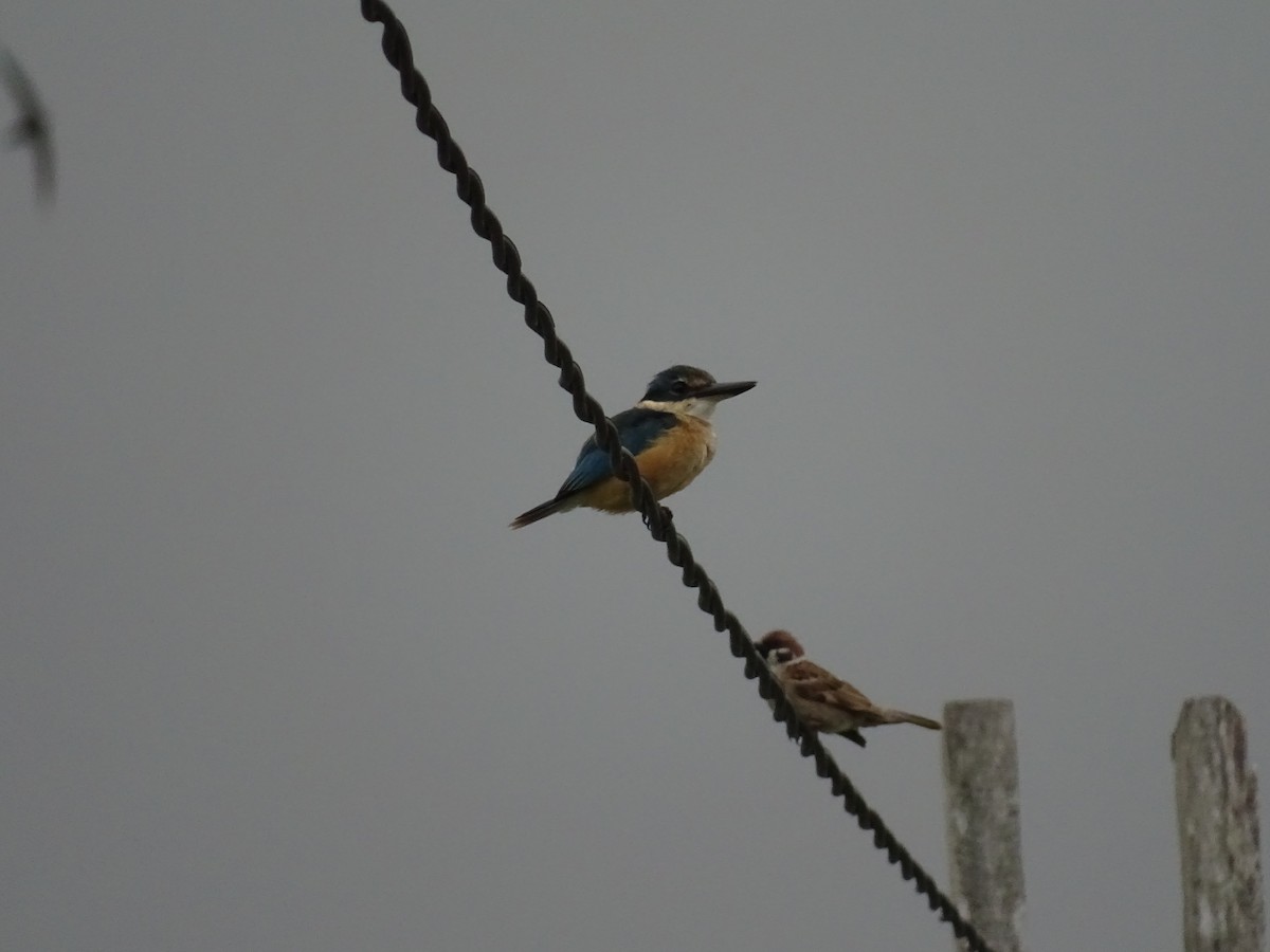 Martin-pêcheur à dos bleu - ML622094349