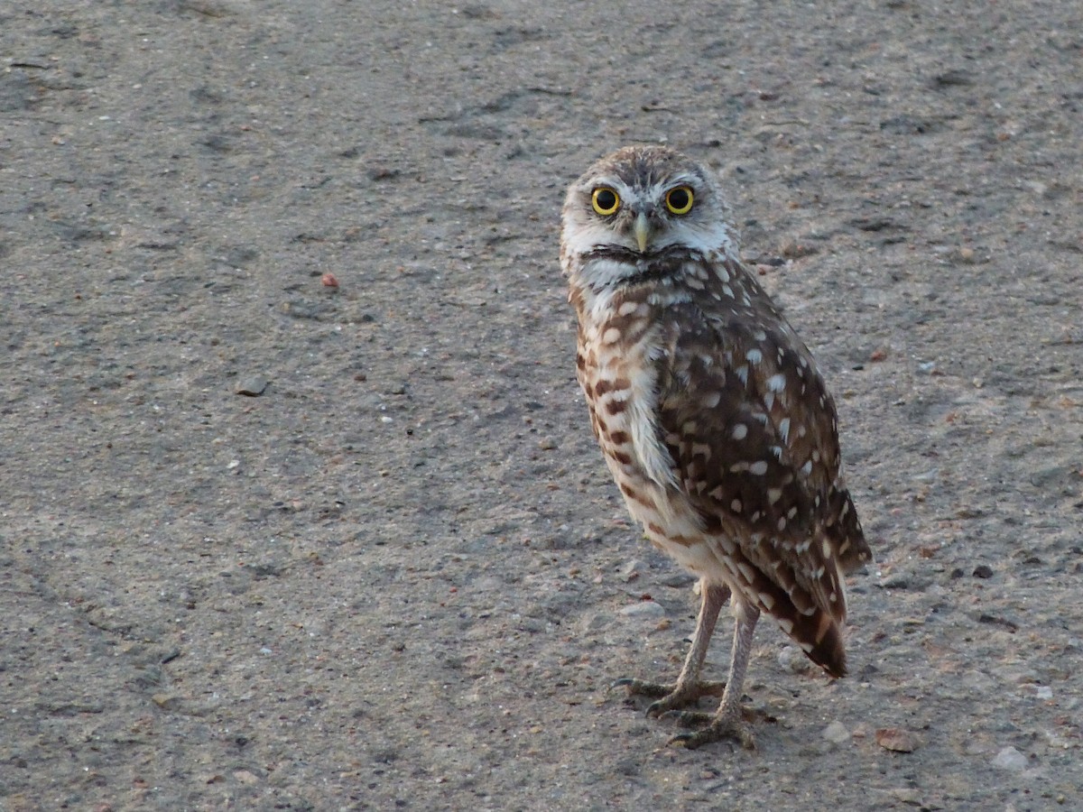 Burrowing Owl - ML622094356