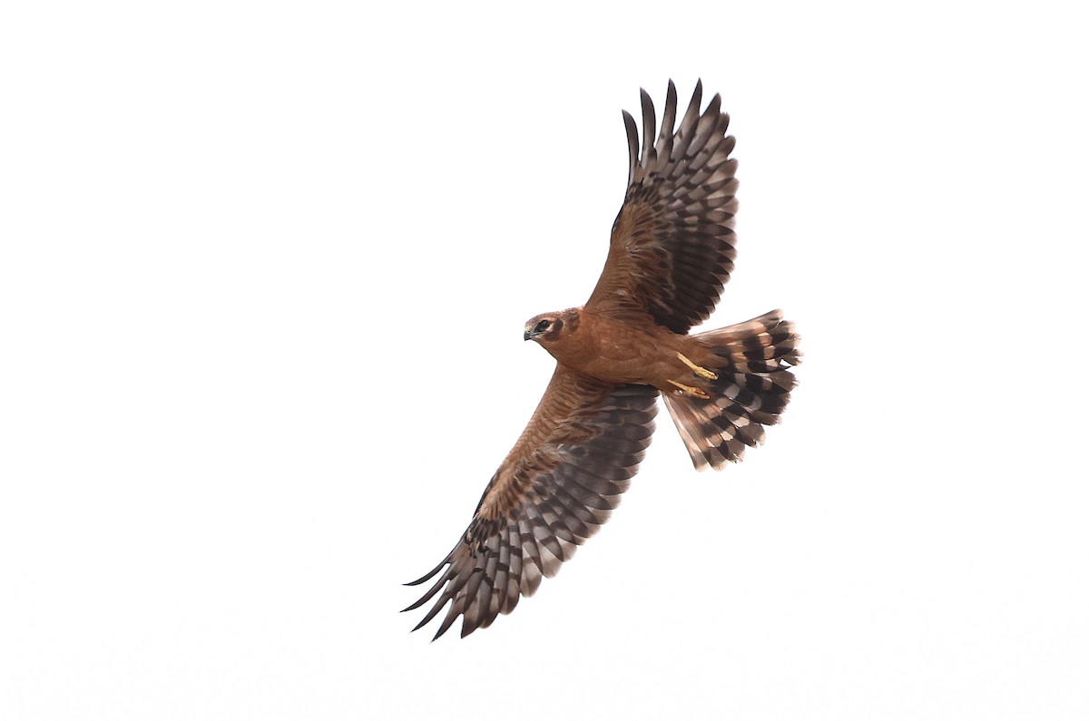 Montagu's Harrier - ML622094357