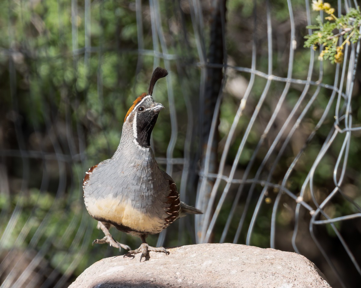 Gambel's Quail - ML622094358