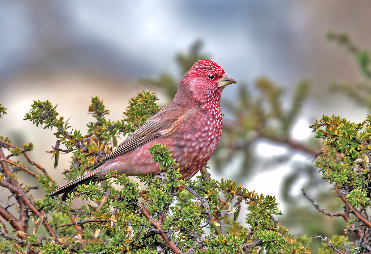 Great Rosefinch - ML622094388