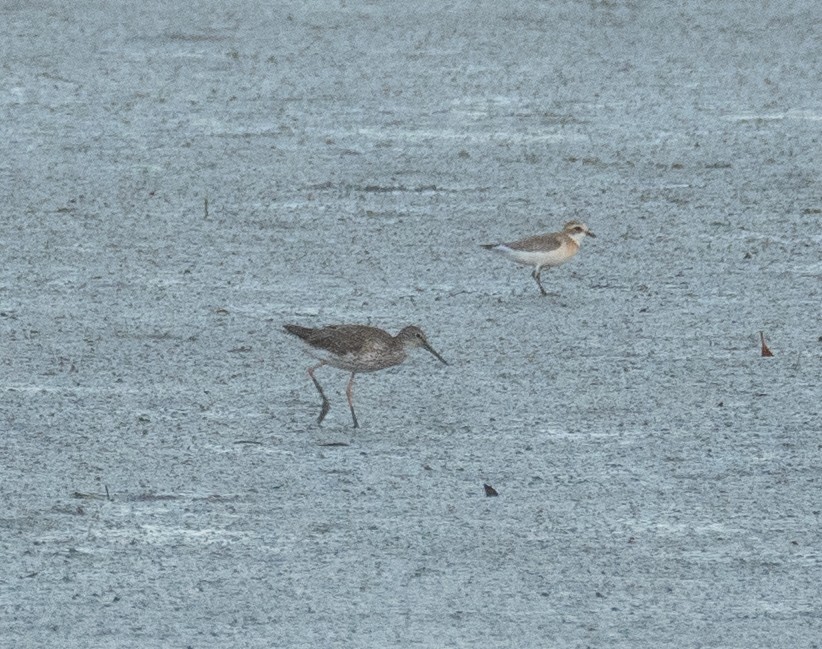 Common Redshank - ML622094398