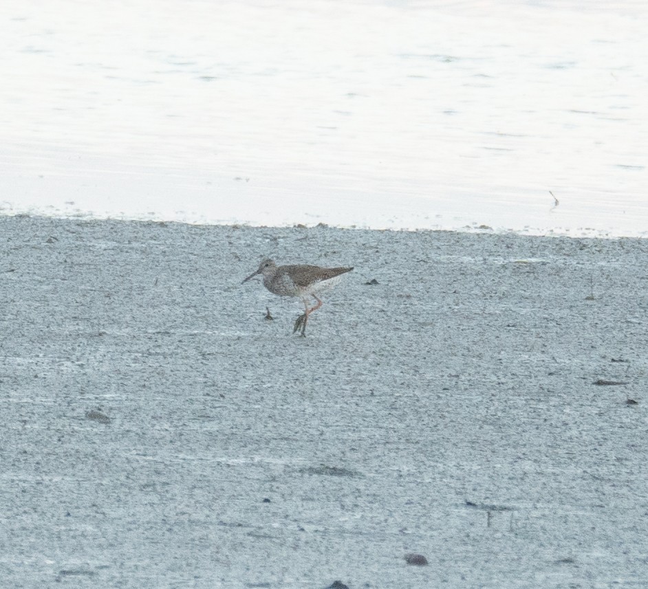 Common Redshank - ML622094415