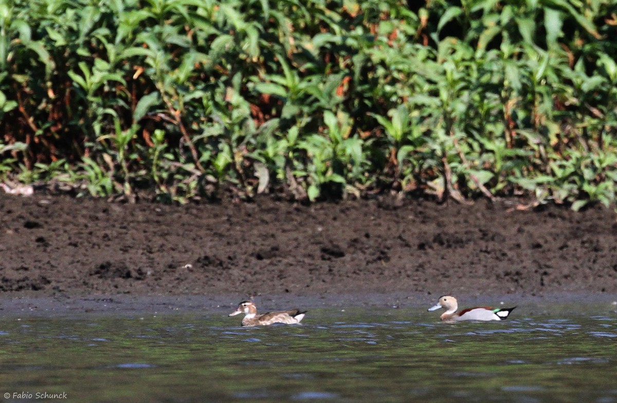 Ringed Teal - ML622094420