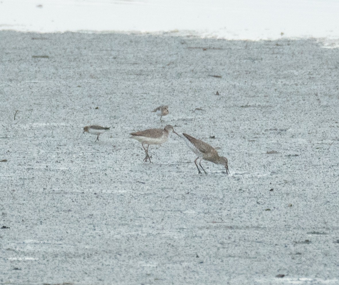 Wood Sandpiper - ML622094486