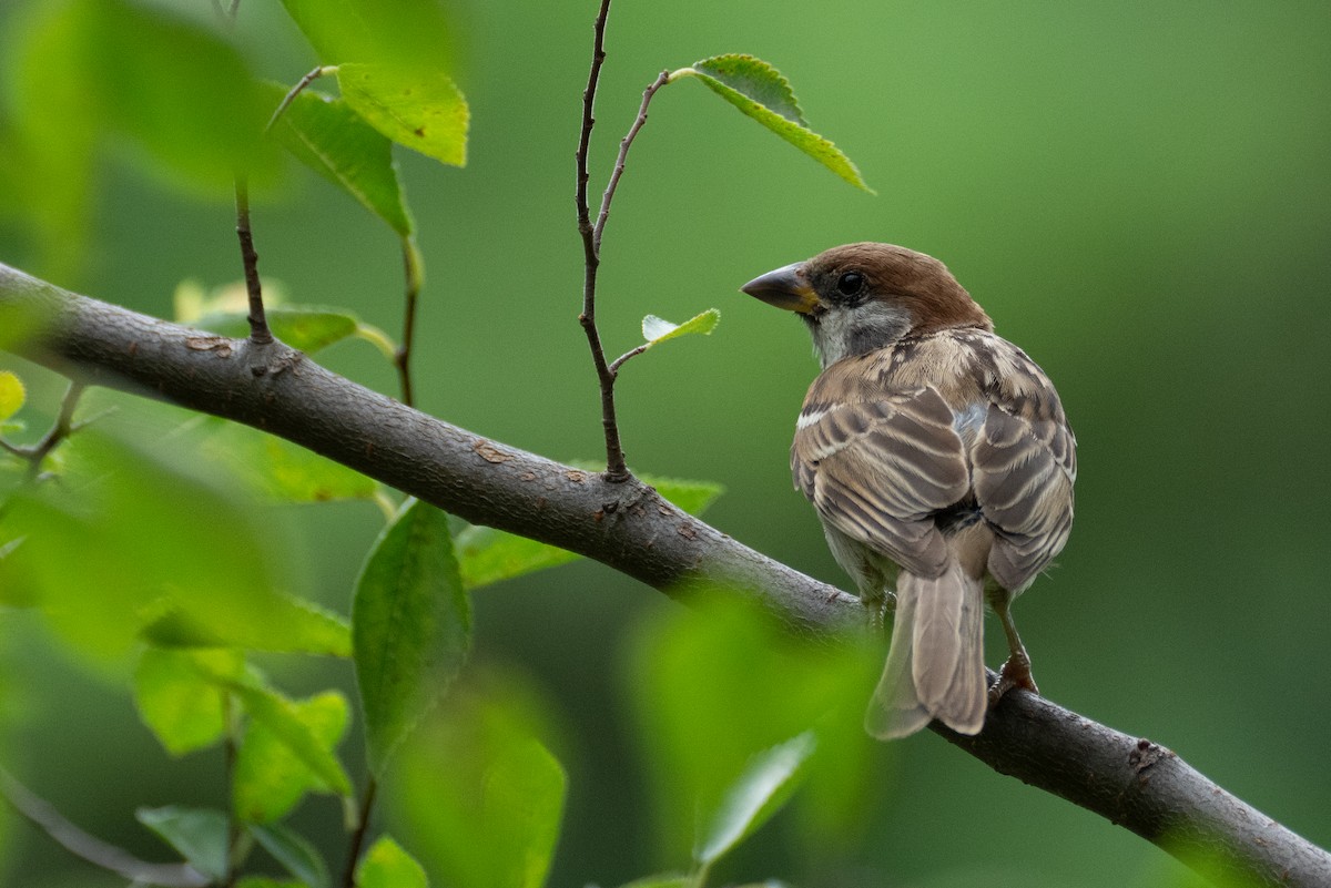 Eurasian Tree Sparrow - ML622094489