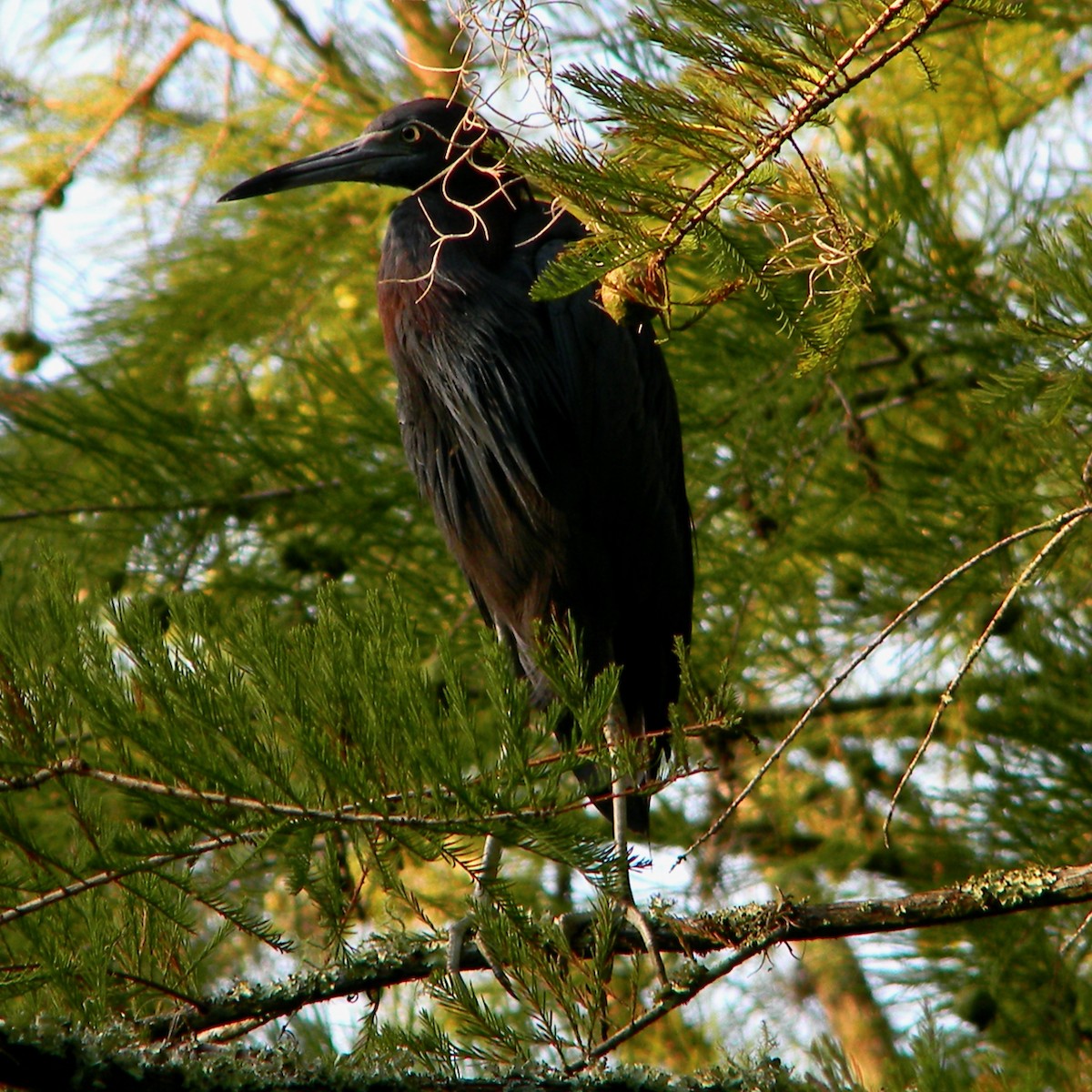 Little Blue Heron - Bob Peterson