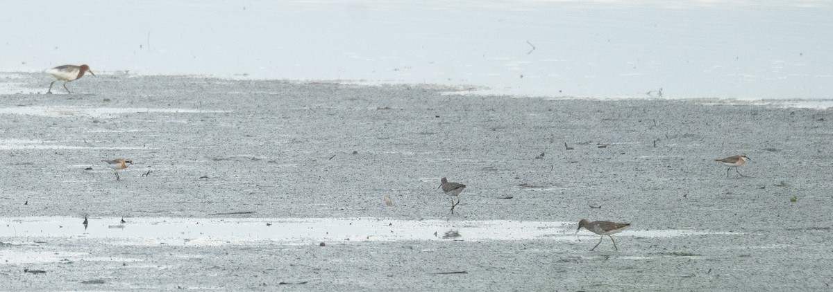 Tibetan Sand-Plover - ML622094493