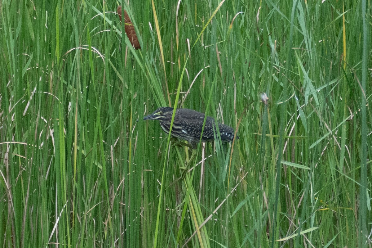 Striated Heron - ML622094494