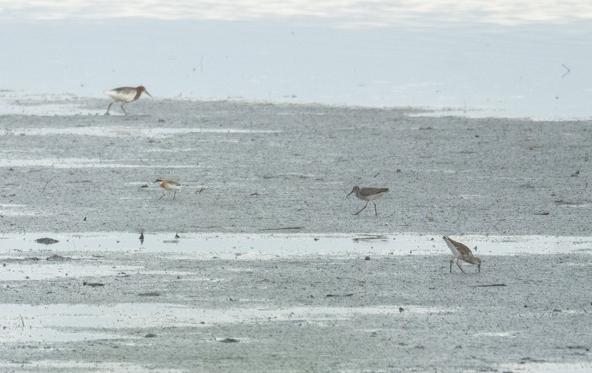 Tibetan Sand-Plover - ML622094495