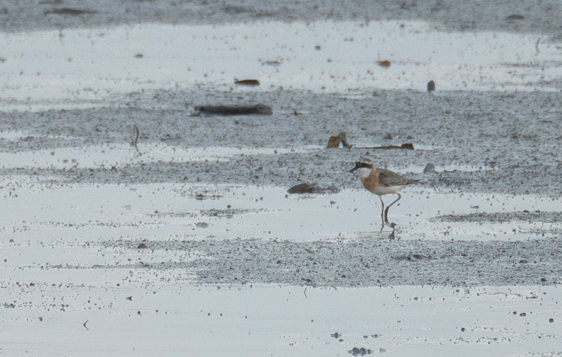 Tibetan Sand-Plover - ML622094497