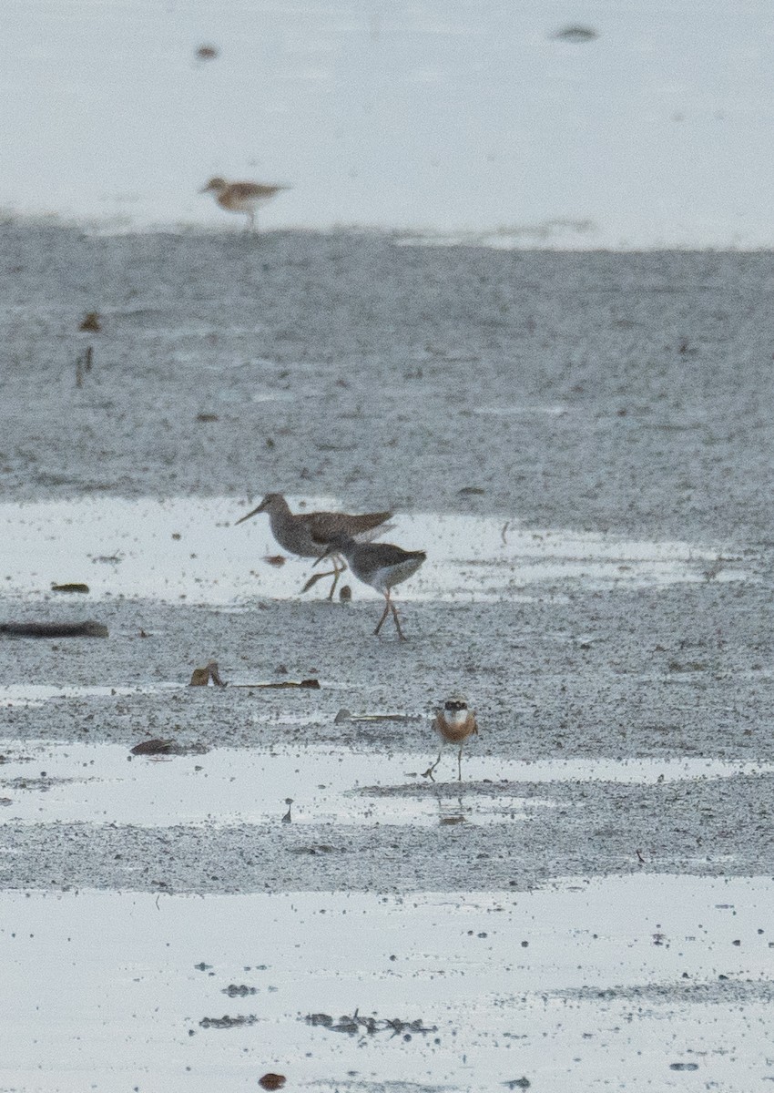 Tibetan Sand-Plover - ML622094498