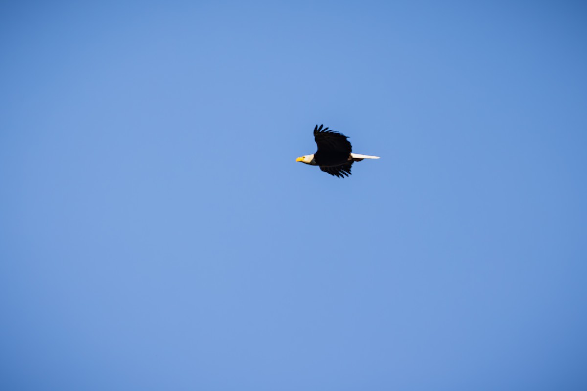 Bald Eagle - ML622094499