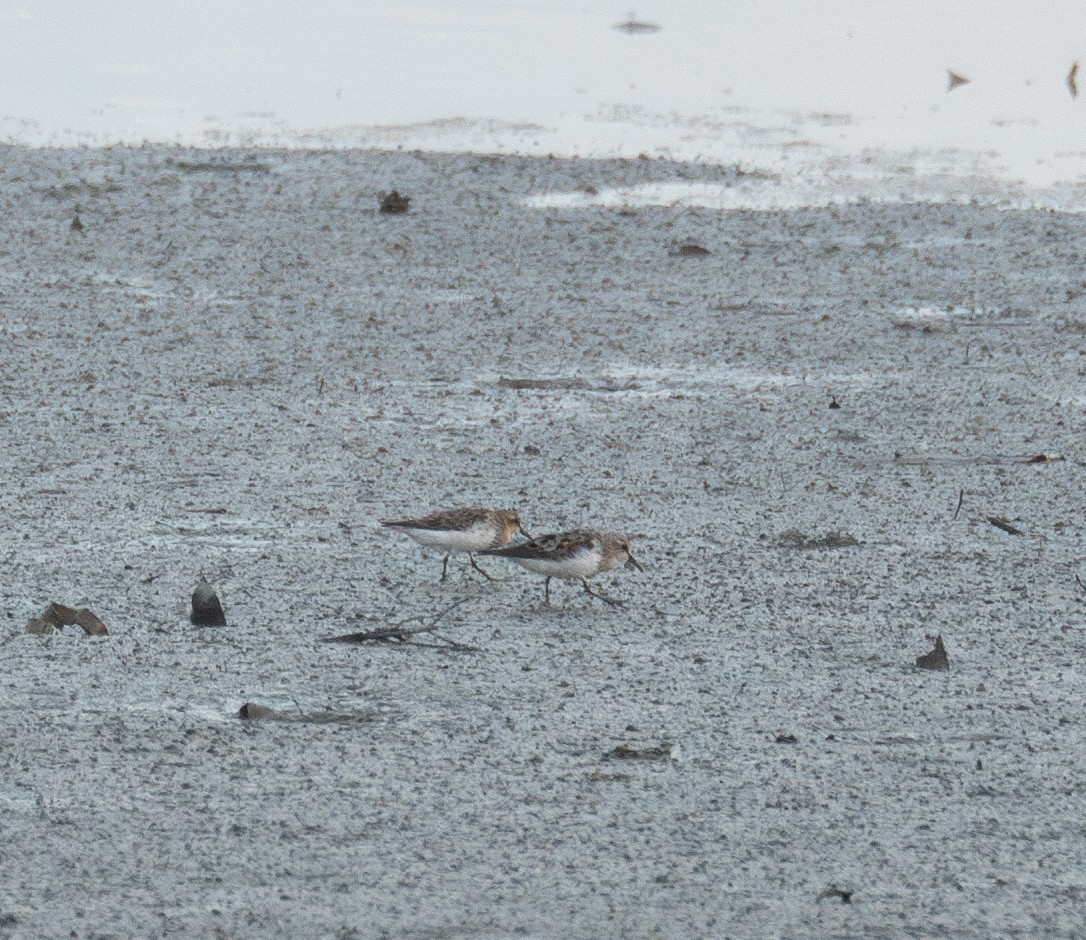 Red-necked Stint - ML622094500