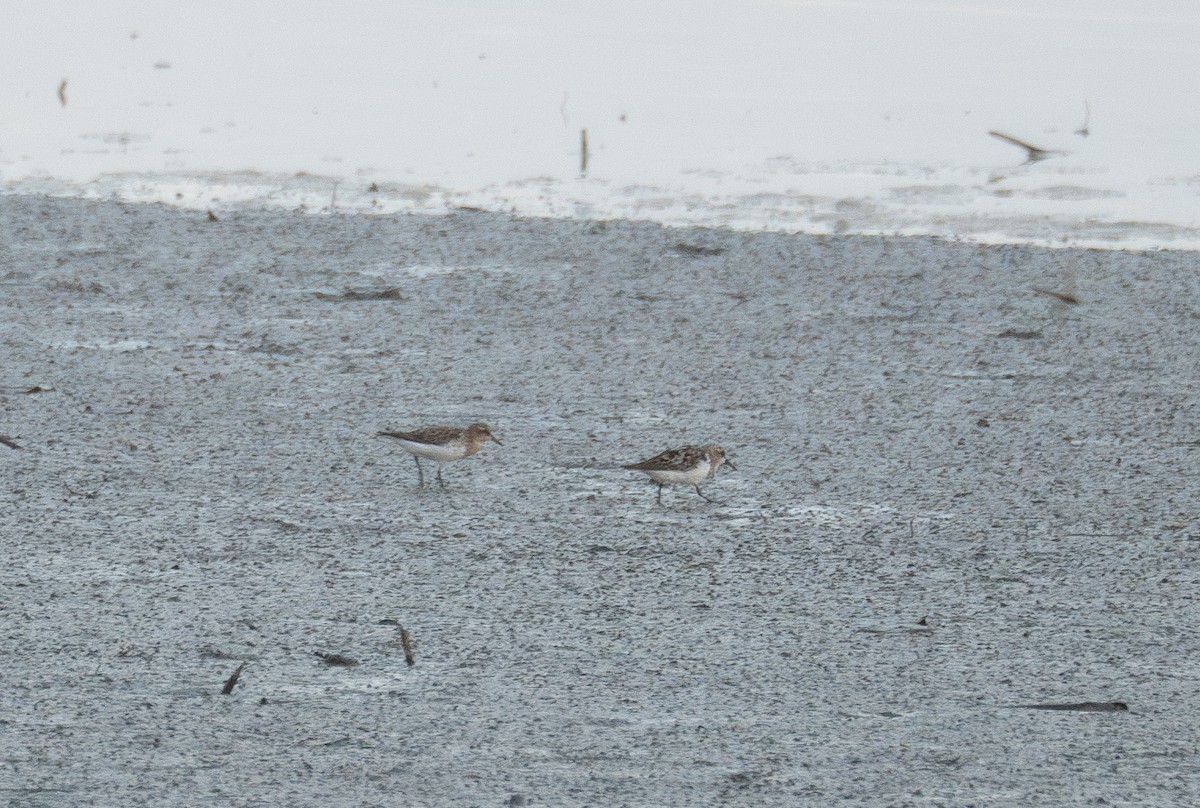 Red-necked Stint - ML622094501