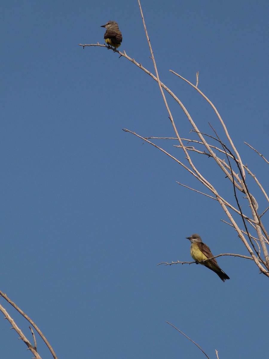 Western Kingbird - ML622094503