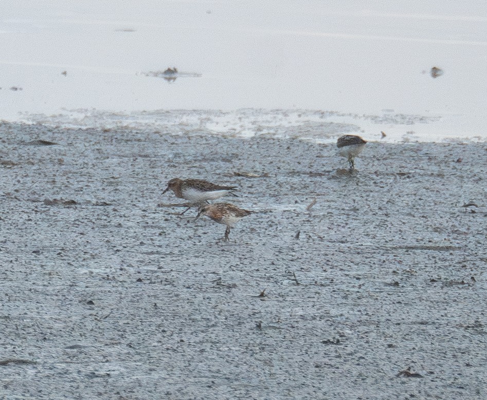 Tibetan Sand-Plover - ML622094506