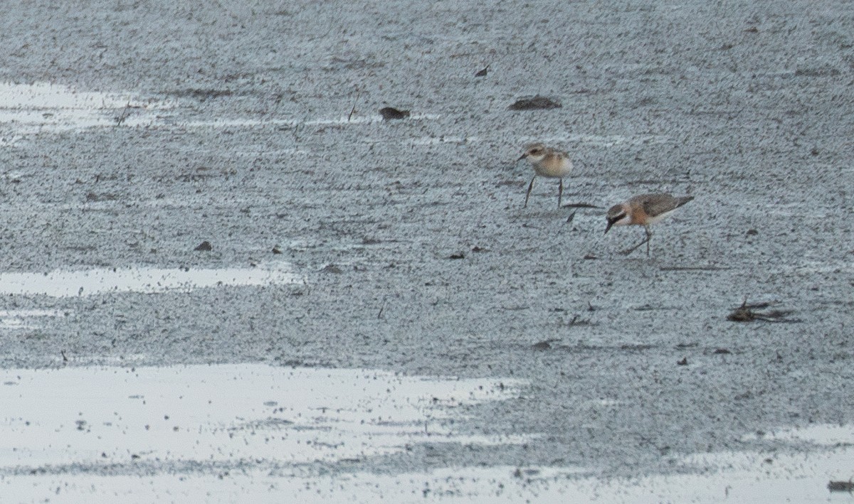 Tibetan Sand-Plover - ML622094507