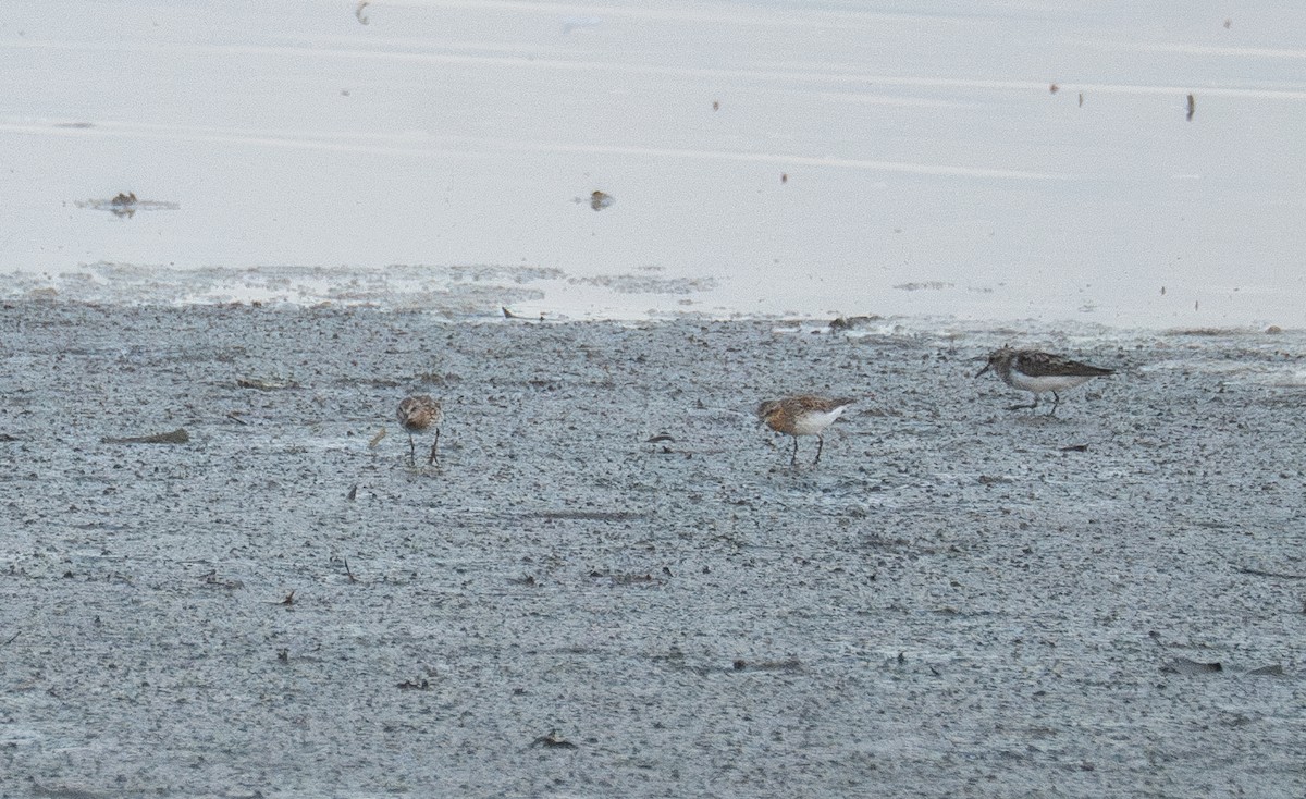 Tibetan Sand-Plover - Kevin Gong