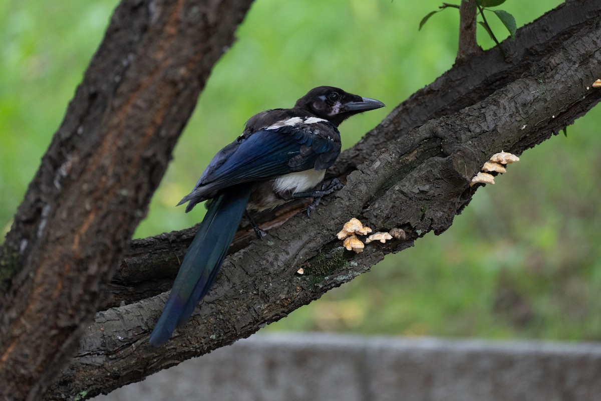 Oriental Magpie - ML622094511