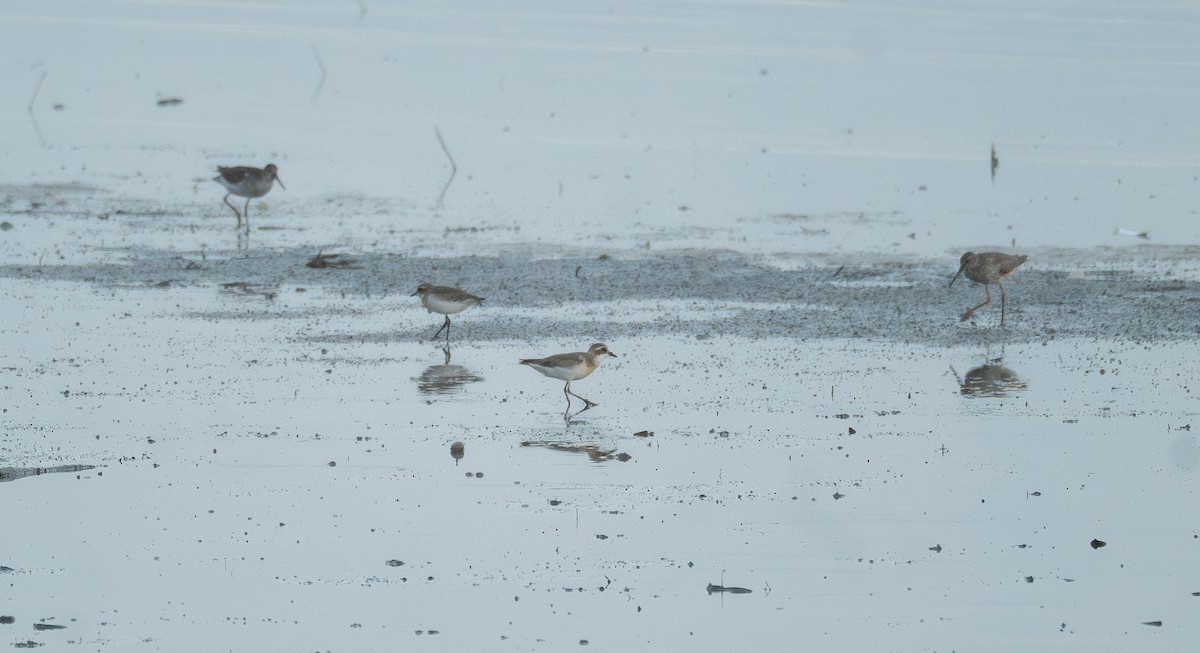 Wood Sandpiper - ML622094512