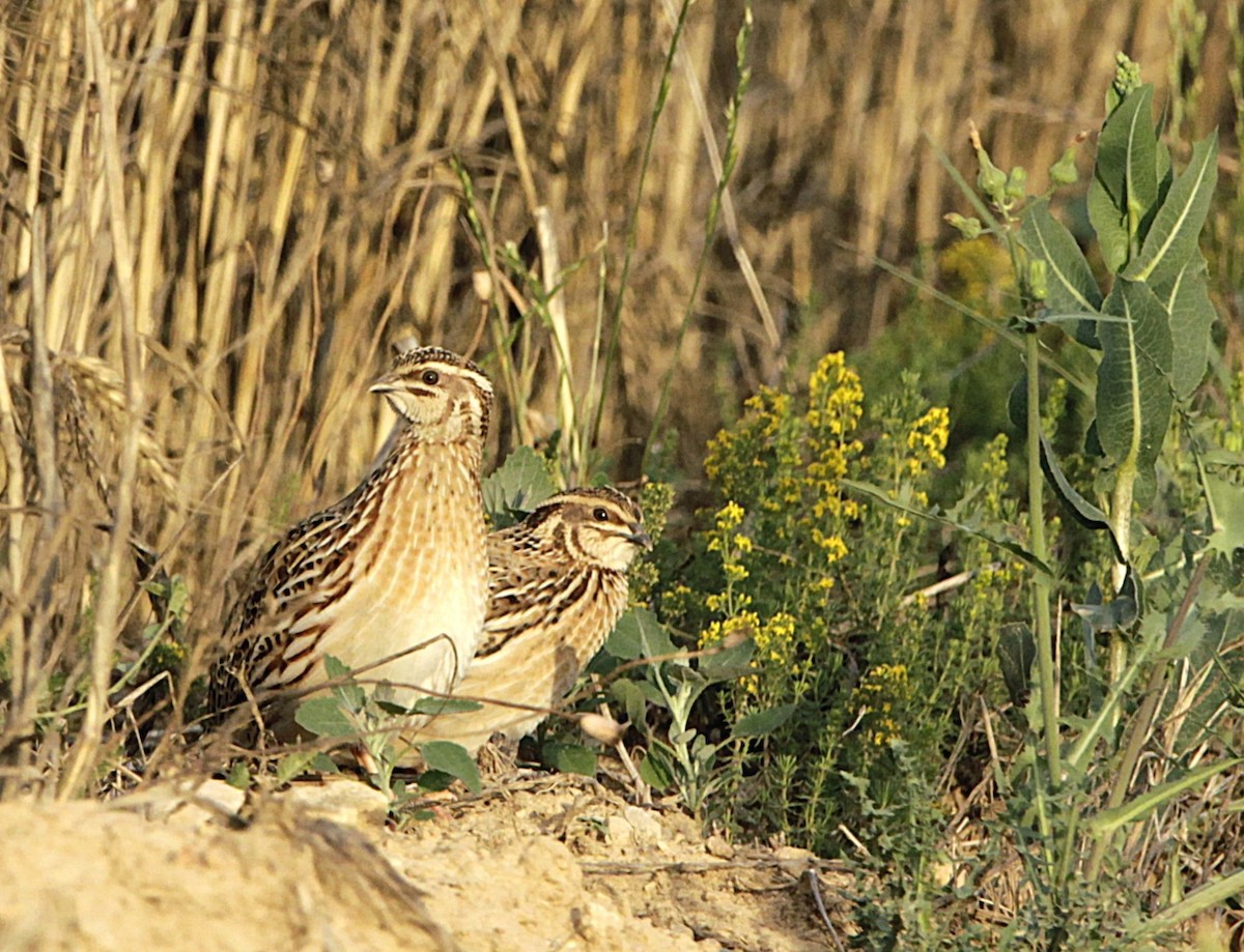 Common Quail - ML622094516