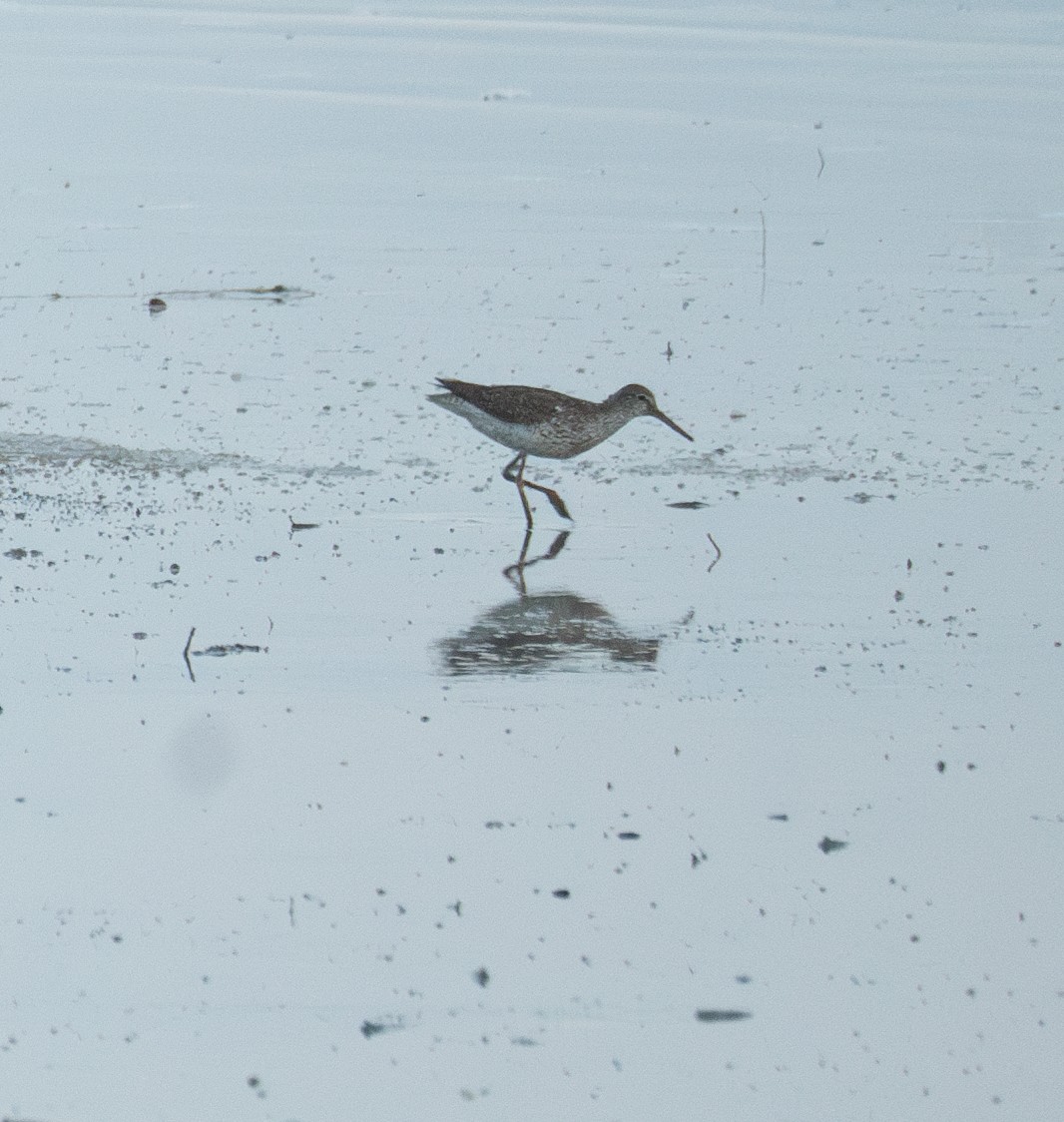 Common Redshank - ML622094555