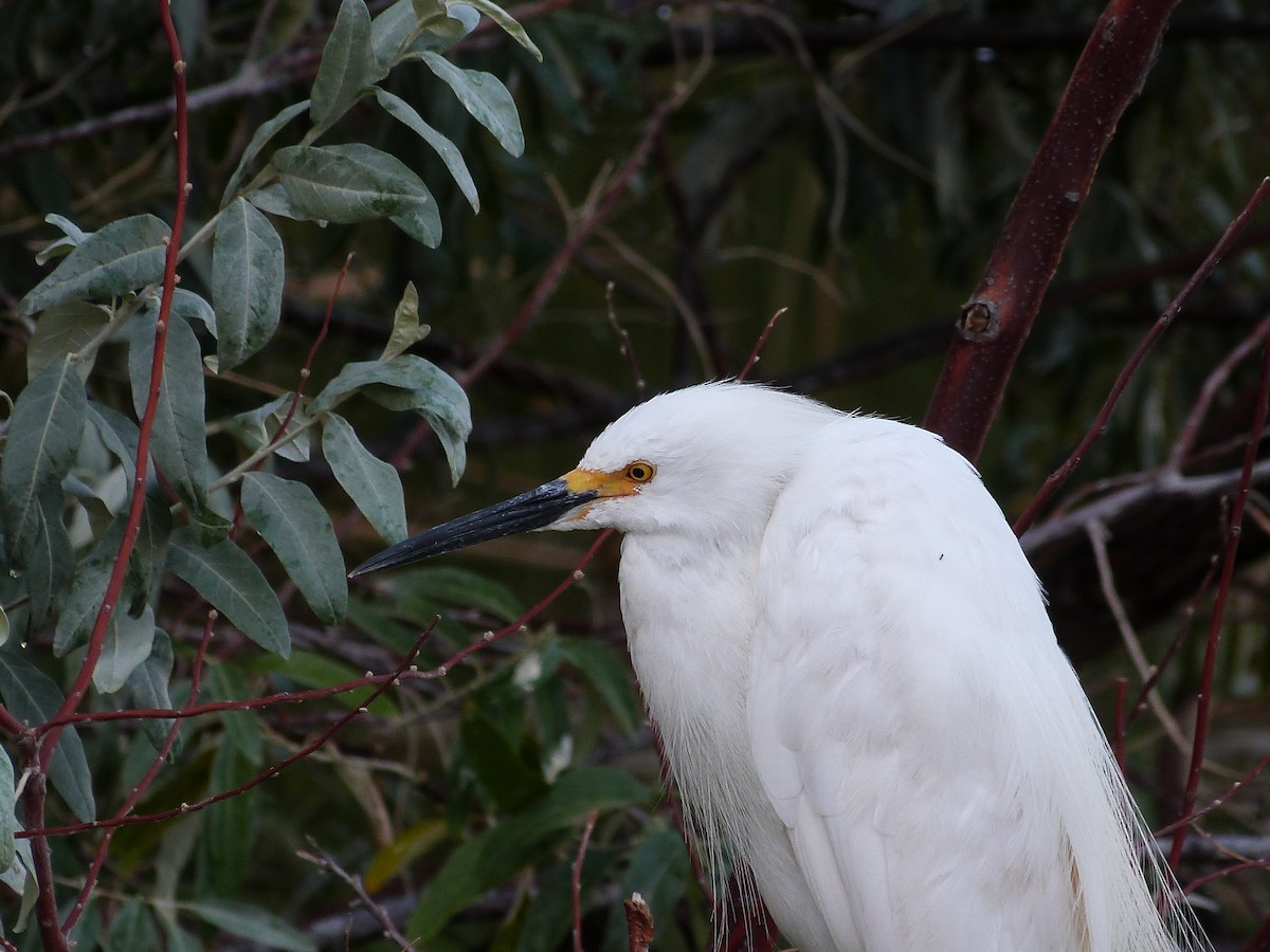 Snowy Egret - John  Kiseda