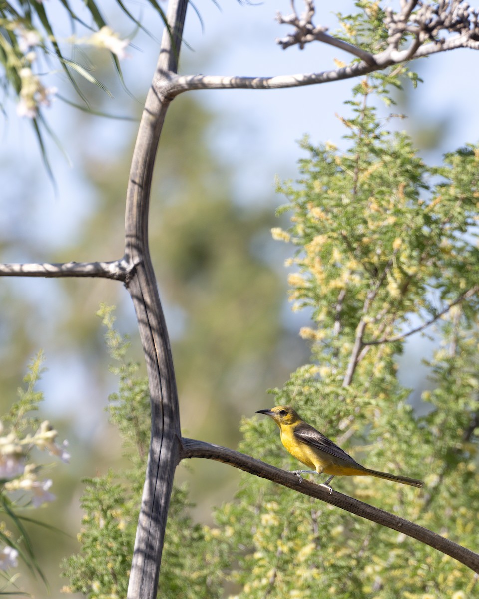 Hooded Oriole - Linda Cunico