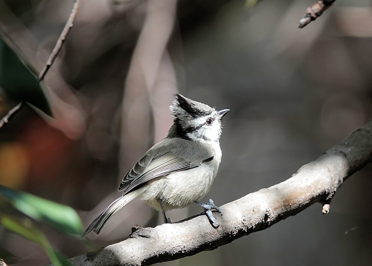 Bridled Titmouse - ML622094606