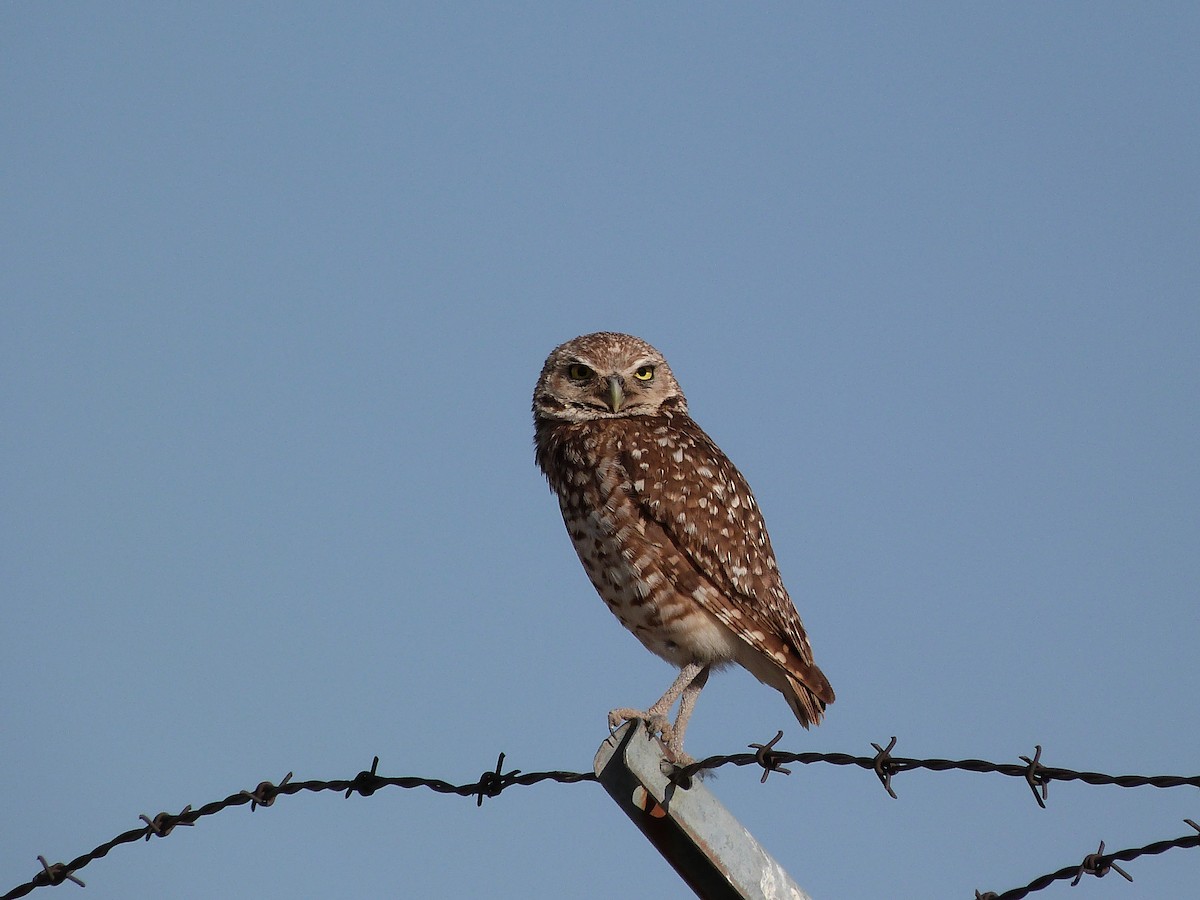 Burrowing Owl - ML622094607