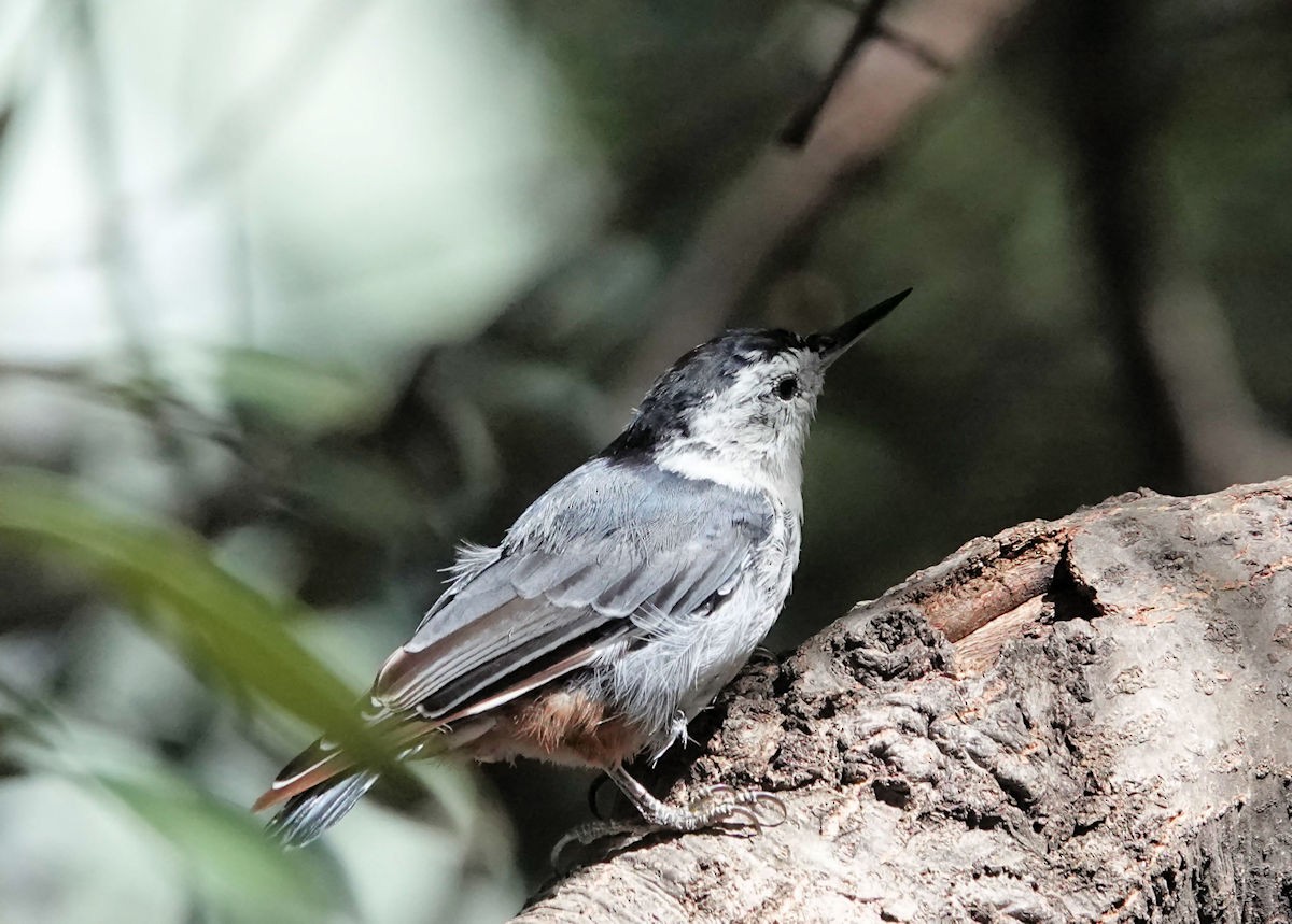 White-breasted Nuthatch - ML622094608