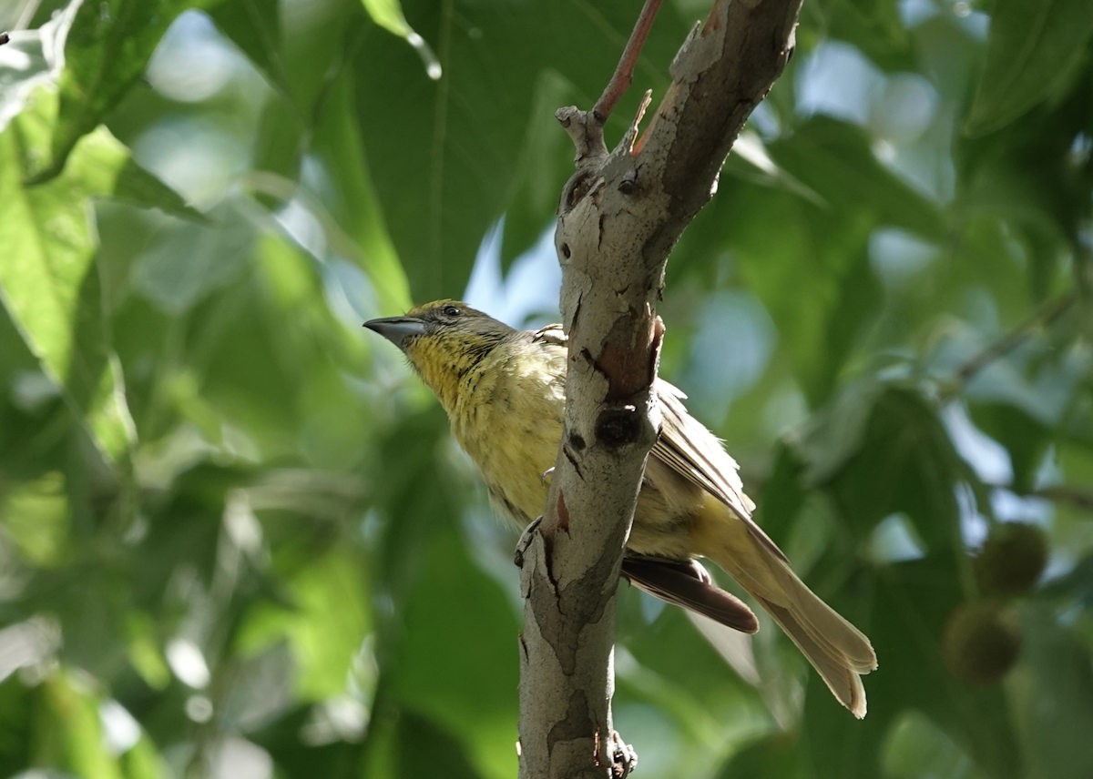 Hepatic Tanager - ML622094609