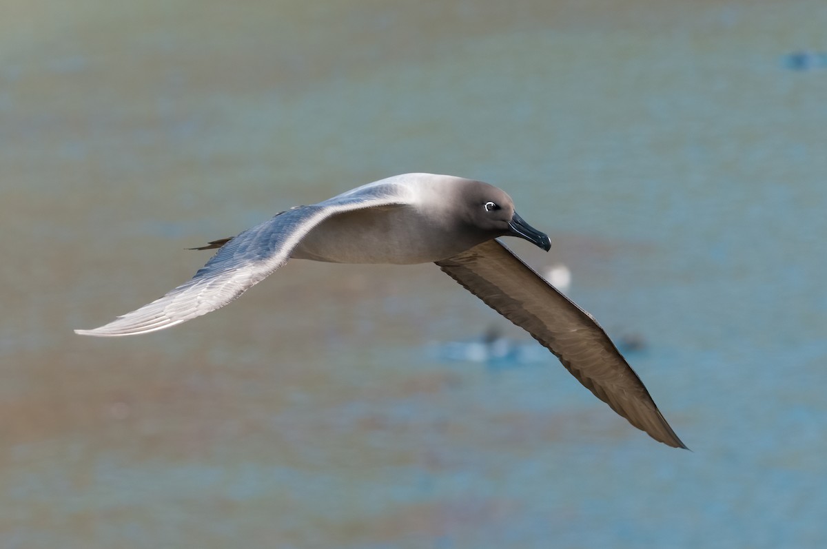 Light-mantled Albatross - ML622094610