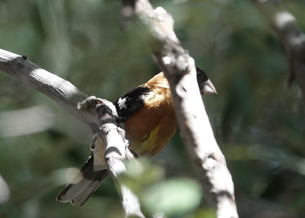 Black-headed Grosbeak - ML622094611