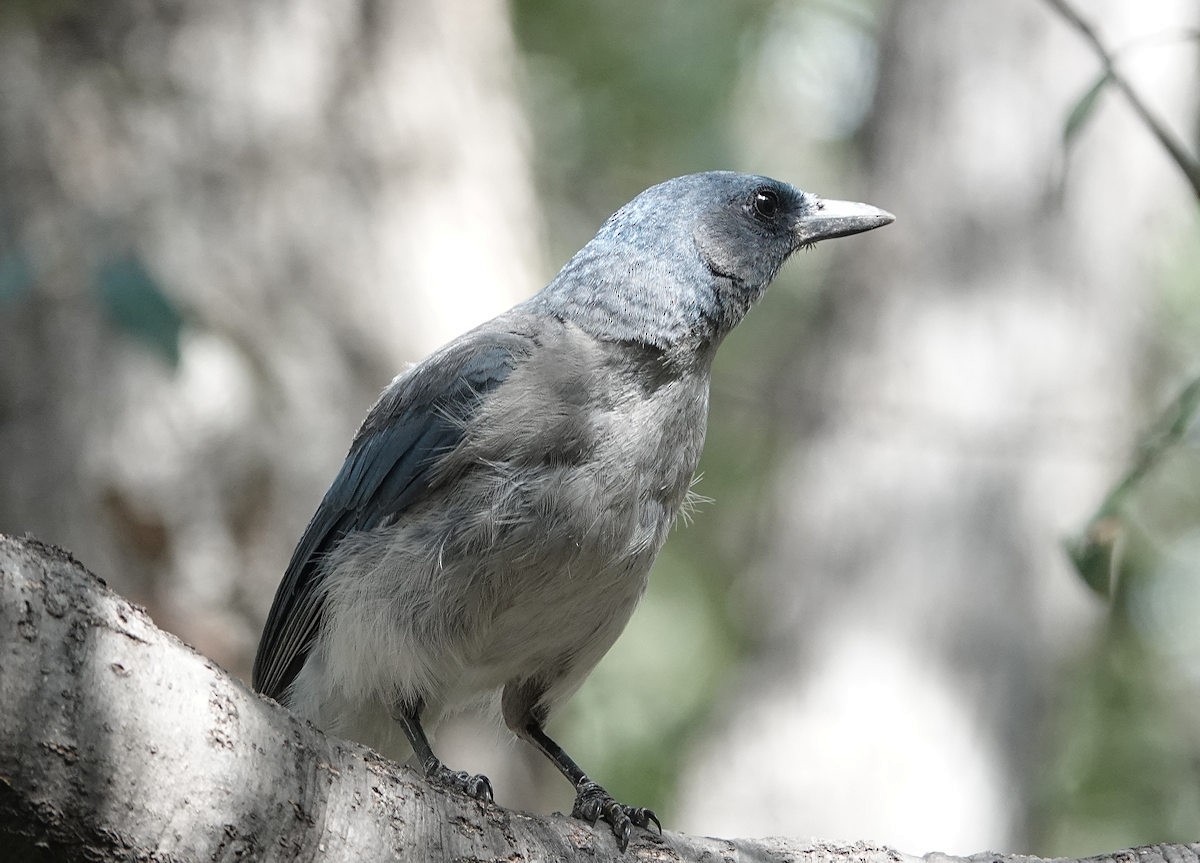 Mexican Jay - ML622094615