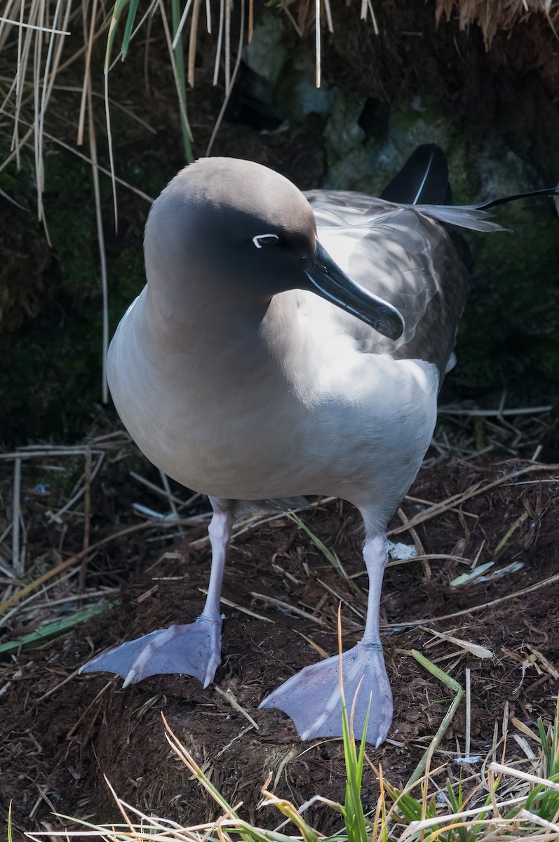 Light-mantled Albatross - Alan Wilkinson