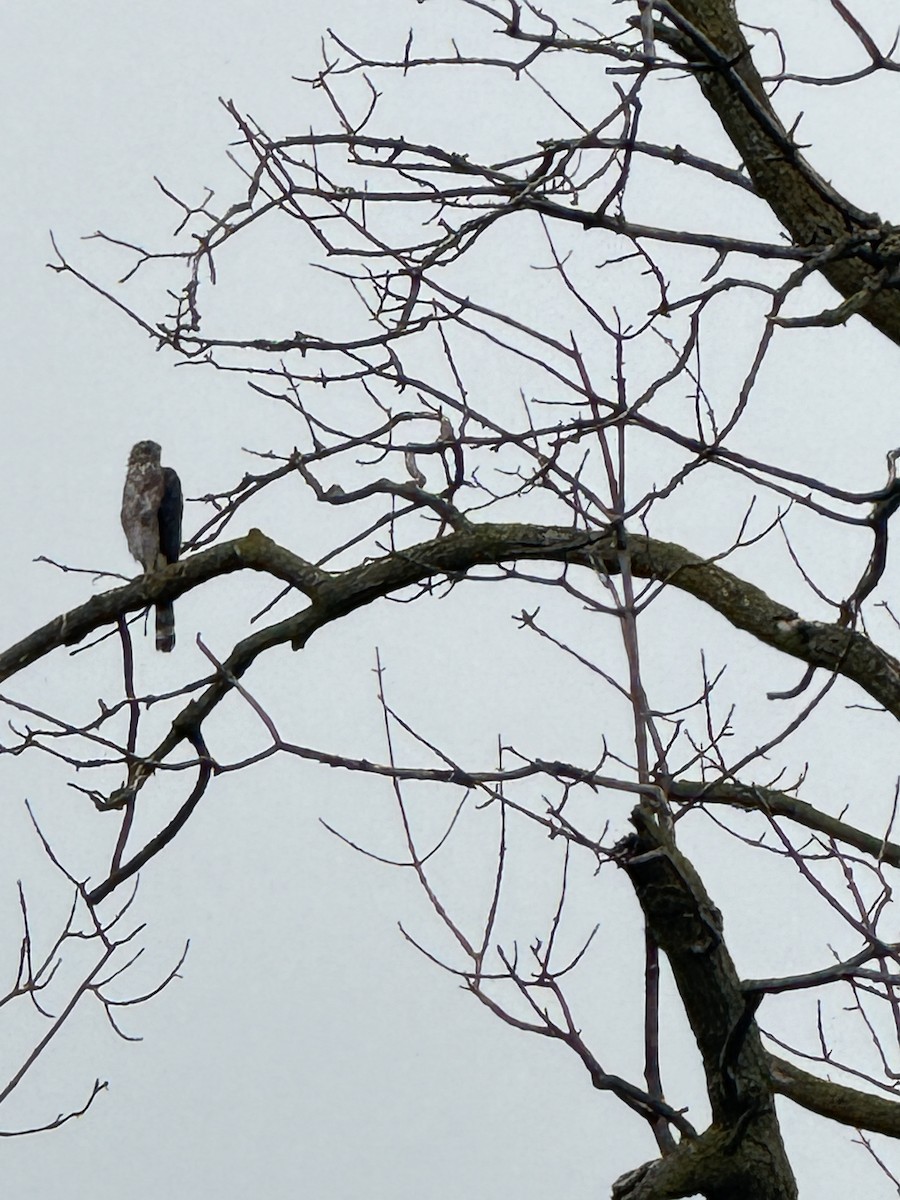 Red-tailed Hawk - ML622094622