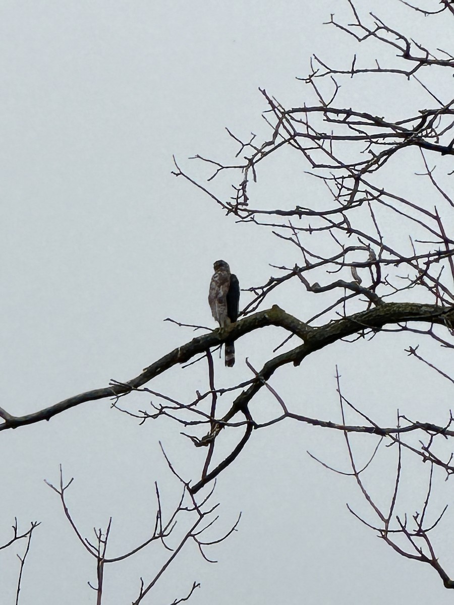 Red-tailed Hawk - ML622094623